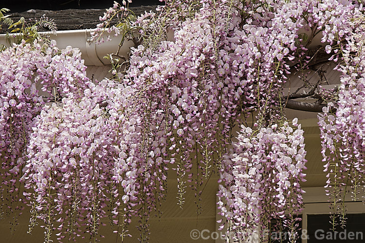 Wisteria floribunda 'Honbeni' (syn 'Rosea'), a pink-flowered cultivar of the Japanese Wisteria. Although probably quite an old cultivar, its provenance is unclear as it has had many names over the years. It can only be traced with certainty to 1903. wisteria-2308htm'>Wisteria.