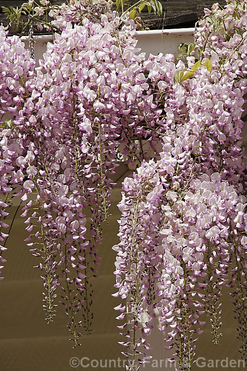 Wisteria floribunda 'Honbeni' (syn 'Rosea'), a pink-flowered cultivar of the Japanese Wisteria. Although probably quite an old cultivar, its provenance is unclear as it has had many names over the years. It can only be traced with certainty to 1903. wisteria-2308htm'>Wisteria.