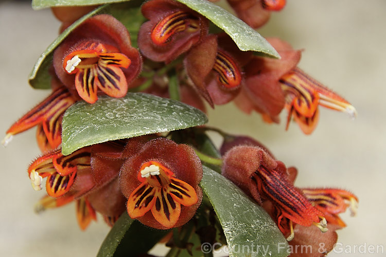 <i>Aeschynanthus tricolor</i>, a sprawling evergreen subshrub native to Borneo. Its stems may be climbing or pendent and in cultivation it is usually treated as a hanging basket plant. The attractively marked clusters of dark red flowers appear through much of the year. Order: Lamiales, Family: Gesneriaceae