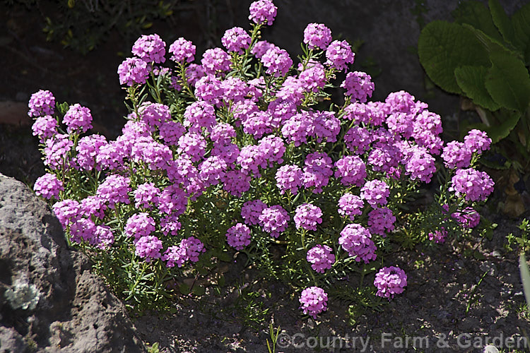 <i>Aethionema armenum</i> 'Warley Rose', a widely grown cultivar of a clumping, 20cm tall, spring-flowering perennial or sub-shrub native to Armenia and the Caucasus It is usually seen cultivated as a rockery plant. Order Brassicales, Family: Brassicaceae