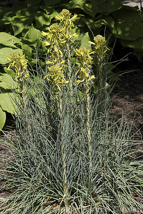 Yellow Asphodel (<i>Asphodeline lutea</i>), a spring to summer-flowering perennial with rather grassy blue-green foliage and flower spikes to 15m tall. It occurs naturally from central Italy to Romania and Turkey. asphodeline-2373htm'>Asphodeline.