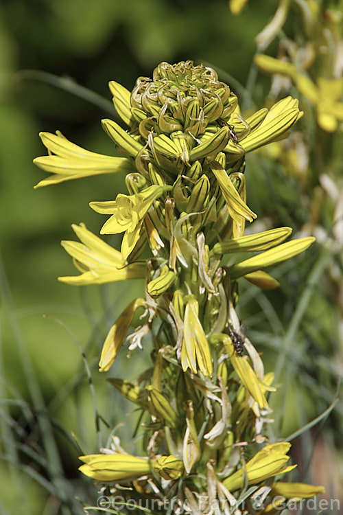 Yellow Asphodel (<i>Asphodeline lutea</i>), a spring to summer-flowering perennial with rather grassy blue-green foliage and flower spikes to 15m tall. It occurs naturally from central Italy to Romania and Turkey. asphodeline-2373htm'>Asphodeline.