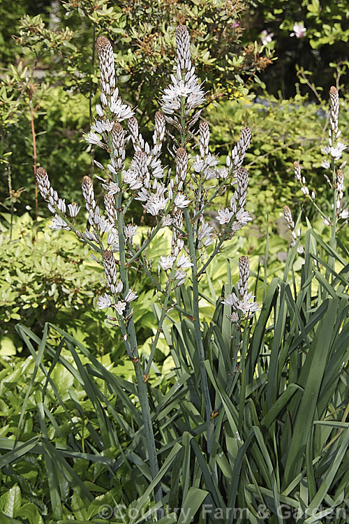 Asphodelus aestivus, a spring- to early summer-flowering perennial native to the Mediterranean region and the Canary Islands. The flower stems can be up to 2m tall asphodelus-2374htm'>Asphodelus.