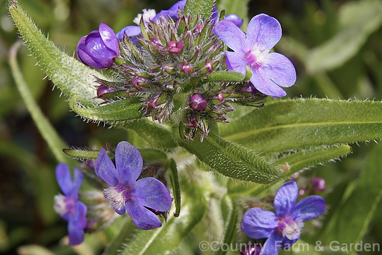 Anchusa azurea, a spring- summer-flowering perennial native to Europe, west Asia and North Africa. It grows to around 1m high. Order: Boraginales, Family: Boraginaceae