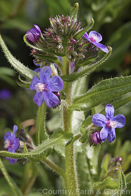 Anchusa azurea, a spring- summer-flowering perennial native to Europe, west Asia and North Africa. It grows to around 1m high. Order: Boraginales, Family: Boraginaceae