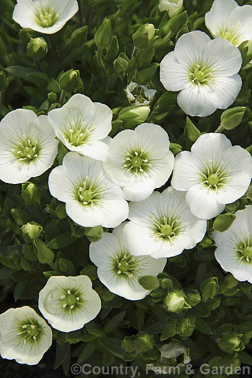 Arenaria 'The Pearl', a very attractive cultivar that develops into a small mound with flowers that are large in comparison to the size of the plant. Order: Caryophyllales, Family: Caryophyllaceae