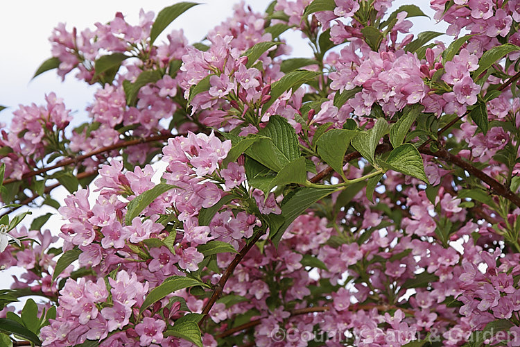 Weigela florida 'Rosea', a bright pink cultivar of a normally deep pinkish-red, spring-blooming, 2-3m tall, deciduous shrub from northern China, Japan and Korea. weigela-2307htm'>Weigela. <a href='caprifoliaceae-plant-family-photoshtml'>Caprifoliaceae</a>.