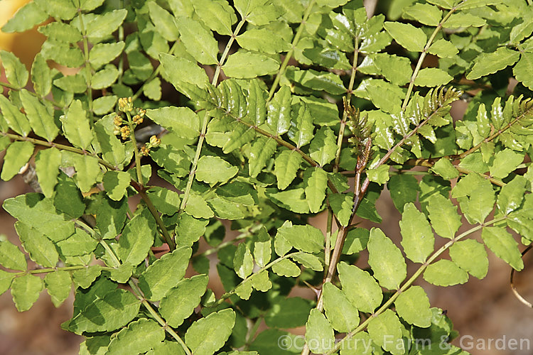 The young foliage and male flowers of Japan. Pepper (<i>Zanthoxylum piperitum</i>), a deciduous shrub or small tree up to 6m tall. The stems have sharp spines near the leaf axils. Male and female flowers occur on separate plants. The ground seeds are used a pepper substitute and the crushed bark is also spicy. The young leaves can be eaten.