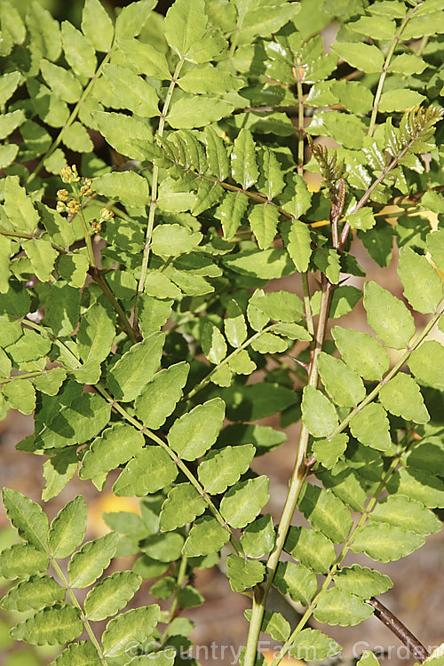 The young foliage and male flowers of Japan. Pepper (<i>Zanthoxylum piperitum</i>), a deciduous shrub or small tree up to 6m tall. The stems have sharp spines near the leaf axils. Male and female flowers occur on separate plants. The ground seeds are used a pepper substitute and the crushed bark is also spicy. The young leaves can be eaten.