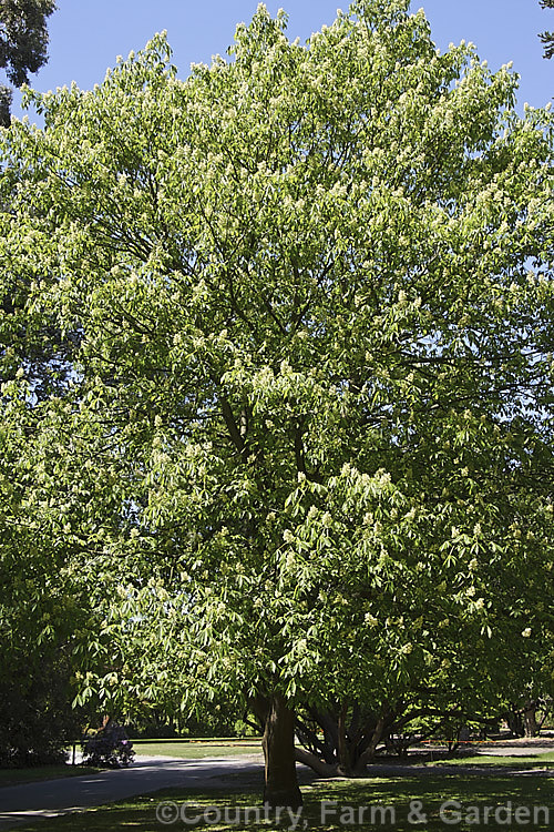 Sweet Buckeye or Yellow Buckeye (<i>Aesculus flava</i>) in flower in late spring. This North American deciduous tree can grow to over 25m tall. The fruit is a hard brown nut in a smooth case. Order Sapindales, Family: Sapindaceae