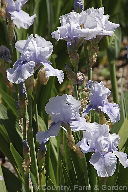 Iris 'Glacier. Magic', a very distinctive icy pale blue intermediate bearded iris cultivar.