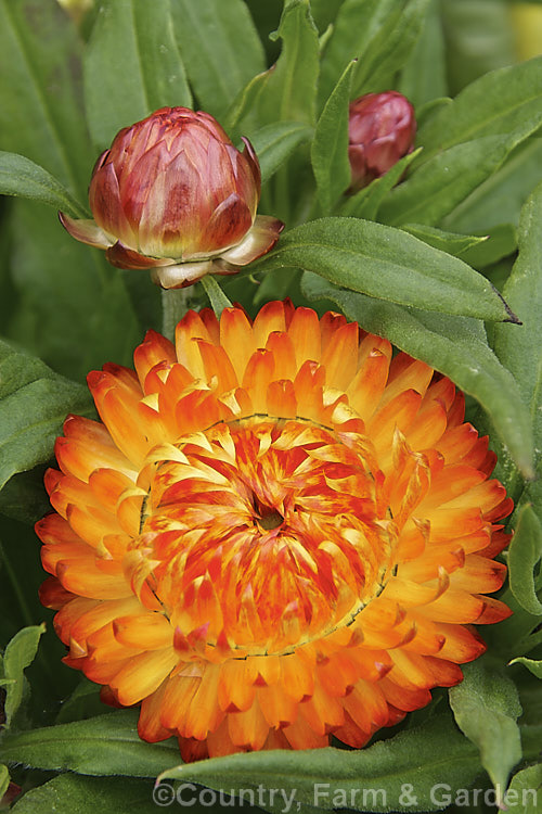 Xerochrysum (syn. Bracteantha</i>). Sundaze. Series 'Flame', one of a series of very showyAustralian-raised perennial everlasting daisies. They develop into small bushes that in mild areas will flower for most of the year. xerochrysum-2097htm'>Xerochrysum.