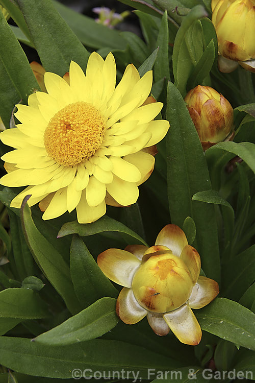 Xerochrysum (syn. Bracteantha</i>). Sundaze. Series 'Gold', one of a series of very showyAustralian-raised perennial everlasting daisies. They develop into small bushes that in mild areas will flower for most of the year. xerochrysum-2097htm'>Xerochrysum.