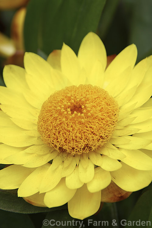 Xerochrysum (syn. Bracteantha</i>). Sundaze. Series 'Gold', one of a series of very showyAustralian-raised perennial everlasting daisies. They develop into small bushes that in mild areas will flower for most of the year. xerochrysum-2097htm'>Xerochrysum.