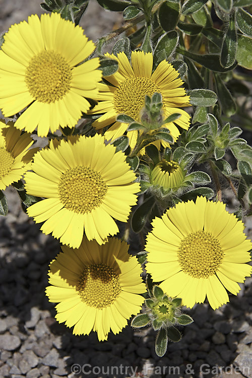 Asteriscus maritimus 'Gold Coin', a heavy-flowering cultivar of a sometimes woody-stemmed perennial found from southern Portugal to Greece and on the Canary Islands. In mild areas it can flower for much of the year. It grows to around 25cm high and can spread to over 50cm wide