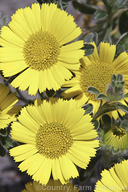 Asteriscus maritimus 'Gold Coin', a heavy-flowering cultivar of a sometimes woody-stemmed perennial found from southern Portugal to Greece and on the Canary Islands. In mild areas it can flower for much of the year. It grows to around 25cm high and can spread to over 50cm wide