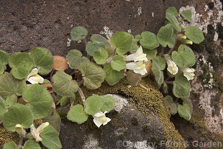 Asarina procumbens (syn. Antirrhinum asarina</i>), a low, spreading, spring-flowering perennial found in southern France and northeastern Spain. In cultivation it is usually grown in rockeries. asarina-2369htm'>Asarina. <a href='plantaginaceae-plant-family-photoshtml'>Plantaginaceae</a>.