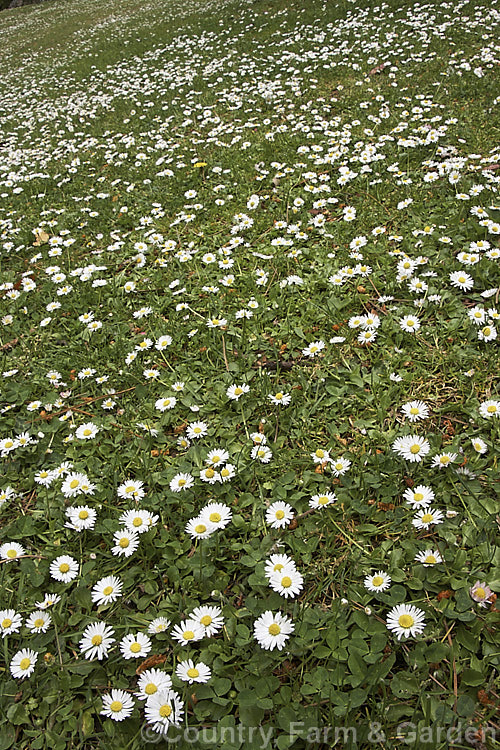 A large patch of Bellis. Daisy or Lawn. Daisy (<i>Bellis perennis</i>), this small Eurasian perennial is a common lawn and pasture weed, though its cultivated forms are popular bedding plants. bellis-2198htm'>Bellis.