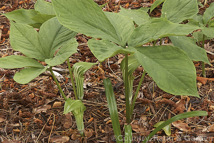 Arisaema amurense, a spring-flowering tuberous perennial native to northAsia. The stripes on the white spathe may be any shade from bright green to deep blackish red. Order: Alismatales, Family: Araceae