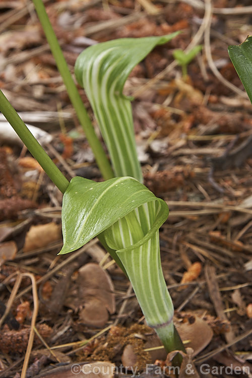 Arisaema amurense, a spring-flowering tuberous perennial native to northAsia. The stripes on the white spathe may be any shade from bright green to deep blackish red. Order: Alismatales, Family: Araceae