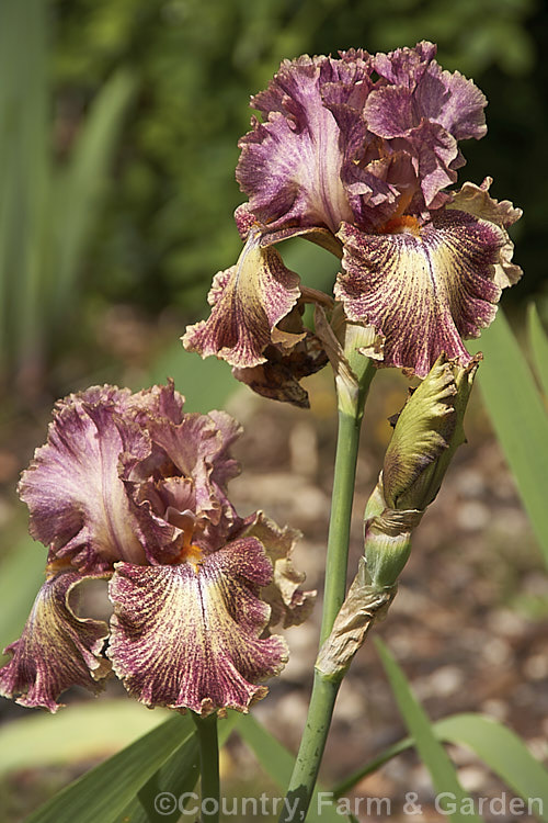 Iris 'Queen in Calico', a beautifully marked laced pattern tall bearded iris cultivar raised by Gibson in 1979.