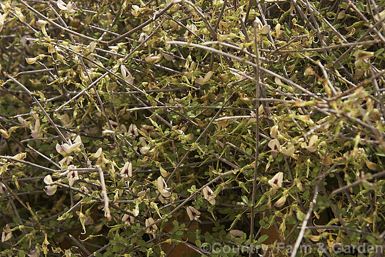 Climbing Broom (<i>Carmichaelia kirkii</i>), a scrambling semi-climbing late spring- to summer-flowering shrub native to the drier parts of the eastern South Island of New Zealand where it has a scattered distribution. Unlike most of the New Zealand brooms it carries small leaves through much of the year. Order: Fabales, Family: Fabaceae