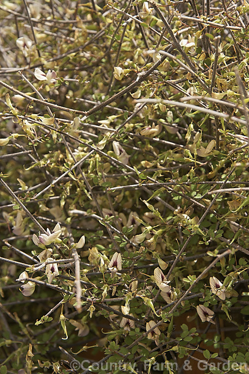 Climbing Broom (<i>Carmichaelia kirkii</i>), a scrambling semi-climbing late spring- to summer-flowering shrub native to the drier parts of the eastern South Island of New Zealand where it has a scattered distribution. Unlike most of the New Zealand brooms it carries small leaves through much of the year. Order: Fabales, Family: Fabaceae