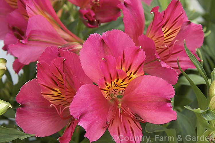 Alstroemeria 'Princess Ivana', one of the Princess Lily series of dwarf alstroemeria hybrids, a range of compact, heavy flowering perennials. alstroemeria-2321htm'>Alstroemeria.