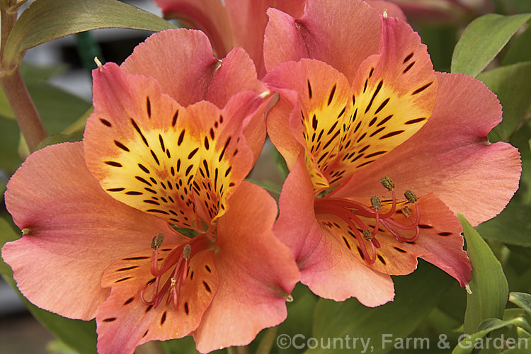 Alstroemeria 'Princess Zavina', one of the Princess Lily series of dwarf alstroemeria hybrids, a range of compact, heavy flowering perennials. alstroemeria-2321htm'>Alstroemeria.