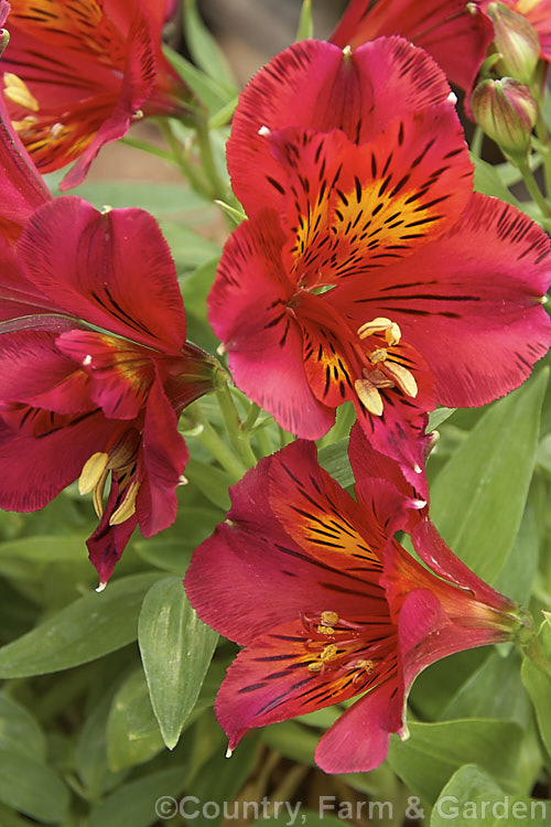 Alstroemeria 'Princess Oxana', one of the Princess Lily series of dwarf alstroemeria hybrids, a range of compact, heavy flowering perennials. alstroemeria-2321htm'>Alstroemeria.