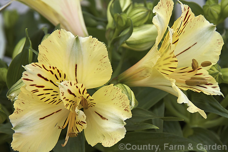 Alstroemeria 'Princess Daniela', one of the Princess Lily series of dwarf alstroemeria hybrids, a range of compact, heavy flowering perennials. alstroemeria-2321htm'>Alstroemeria.