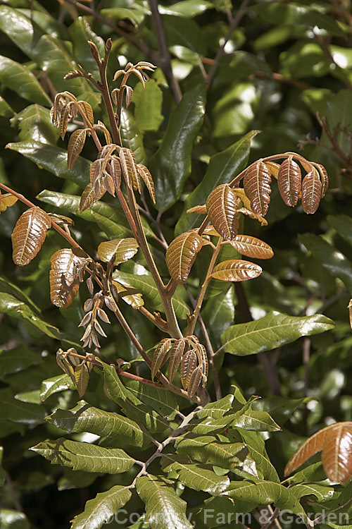 The young foliage of the Titoki or New Zealand Oak (<i>Alectryon excelsus</i>), an evergreen tree up to 9m tall found in New Zealand from North Cape in the north to Banks. Peninsula and Westport in the south. It sprays of small flower are not conspicuous but are followed by rusty brown capsule that open when ripe to reveal a jet black seed on a bright red aril. alectryon-2250htm'>Alectryon. <a href='sapindaceae-plant-family-photoshtml'>Sapindaceae</a>.