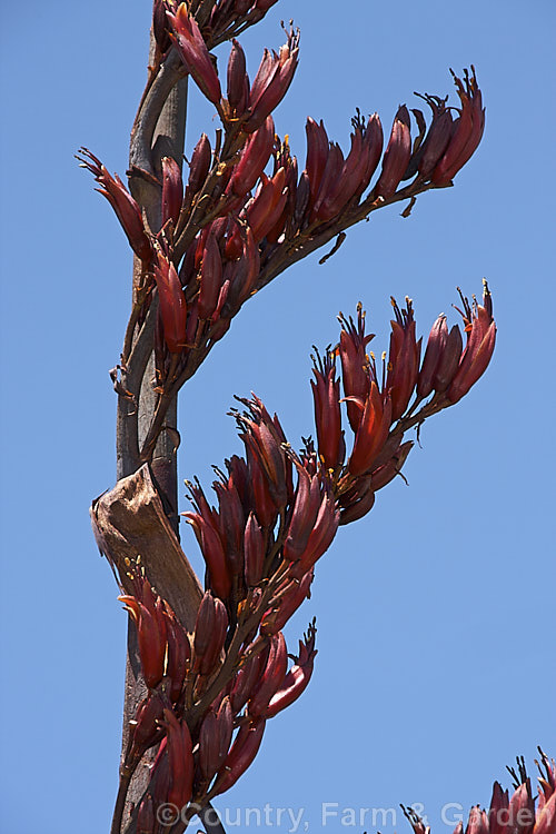 Flowerheads of New Zealand Flax (<i>Phormium tenax</i>), an evergreen perennial with long sword-shaped leaves. A native of New Zealand, it is now grown as an ornamental but was once harvested for its leaf fibres. Although very tough, the leaves of wild plants are usually heavily chewed and notched, as these are. The flowers are nectar-rich and a favourite with birds. Order: Asparagales, Family: Asphodelaceae