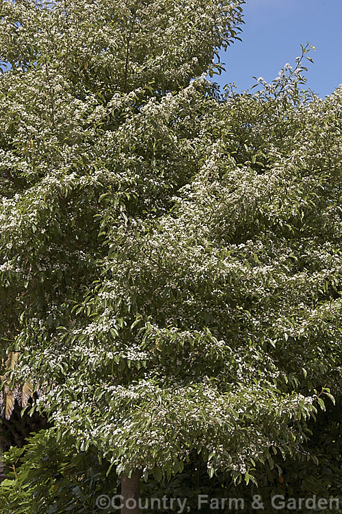 Marbleleaf of Putaputaweta (<i>Carpodetus serratus</i>), an evergreen tree up to 9m tall, native to New Zealand. The name. Marbleleaf comes from the interestingly marked foliage. It maintains for several years a shrubby, juvenile habit, but only adult trees produce the panicles of tiny white flowers shown here. carpodetus-2653htm'>Carpodetus. <a href='rousseaceae-plant-family-photoshtml'>Rousseaceae</a>.