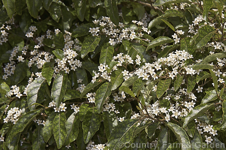 Marbleleaf of Putaputaweta (<i>Carpodetus serratus</i>), an evergreen tree up to 9m tall, native to New Zealand. The name. Marbleleaf comes from the interestingly marked foliage. It maintains for several years a shrubby, juvenile habit, but only adult trees produce the panicles of tiny white flowers shown here. carpodetus-2653htm'>Carpodetus. <a href='rousseaceae-plant-family-photoshtml'>Rousseaceae</a>.