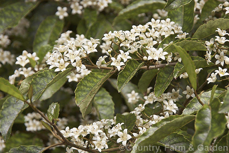 Marbleleaf of Putaputaweta (<i>Carpodetus serratus</i>), an evergreen tree up to 9m tall, native to New Zealand. The name. Marbleleaf comes from the interestingly marked foliage. It maintains for several years a shrubby, juvenile habit, but only adult trees produce the panicles of tiny white flowers shown here. carpodetus-2653htm'>Carpodetus. <a href='rousseaceae-plant-family-photoshtml'>Rousseaceae</a>.