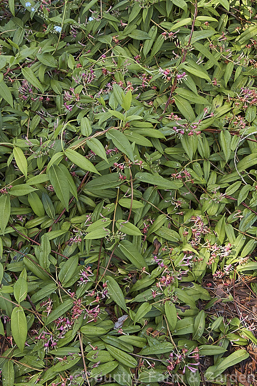 Lonicera henryi, a sprawling evergreen or semi-deciduous groundcover or scrambling climber native to western China. Its small pinkish maroon and yellow flowers appear from late spring and are followed by berries that are purple-black when ripe. lonicera-2173htm'>Lonicera. <a href='caprifoliaceae-plant-family-photoshtml'>Caprifoliaceae</a>.