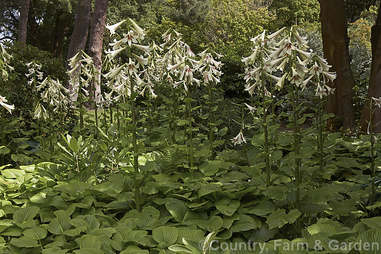 Giant Himalayan Lily (<i>Cardiocrinum giganteum</i>), an early summer-flowering Himalayan bulb that grows very quickly to over 3 m high after disappearing completely over winter. The flowers are quite strongly scented, though because they are so high up the fragrance is not always noticeable. Order: Liliales, Family: Liliaceae