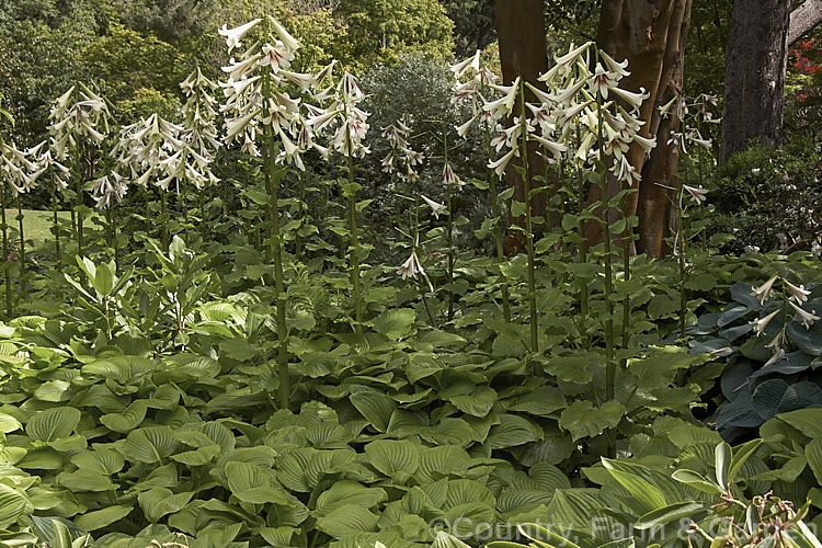 Giant Himalayan Lily (<i>Cardiocrinum giganteum</i>), an early summer-flowering Himalayan bulb that grows very quickly to over 3 m high after disappearing completely over winter. The flowers are quite strongly scented, though because they are so high up the fragrance is not always noticeable. Order: Liliales, Family: Liliaceae