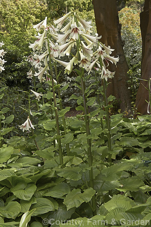 Giant Himalayan Lily (<i>Cardiocrinum giganteum</i>), an early summer-flowering Himalayan bulb that grows very quickly to over 3 m high after disappearing completely over winter. The flowers are quite strongly scented, though because they are so high up the fragrance is not always noticeable. Order: Liliales, Family: Liliaceae