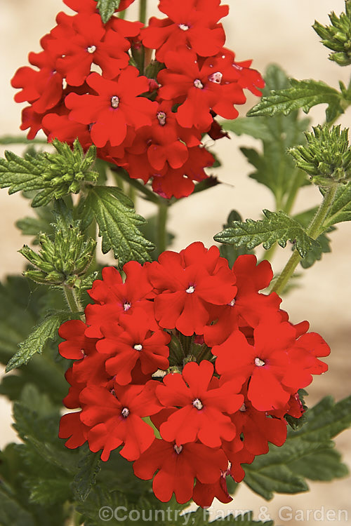 Verbena 'Superbena. Ruby Red', one of a range of Japanese-raised verbena hybrids. They are short-lived perennials in mild climates but are of treated as annuals. They are low, spreading plants but often mound up at the centre. verbena-2396htm'>Verbena. .