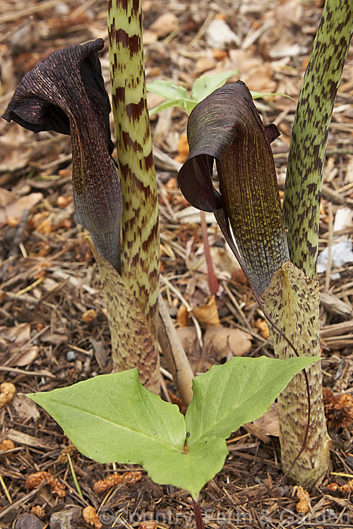 Arisaema exappendiculatum, a late spring- to early summer-flowering, tuberous-rooted, arum family perennial from Japan. It has large, lush leaves and the short-lived flowerheads lack a conspicuous spadix. The spathe ranges in colour from pale green to deep reddish purple, with the degree of mottling increasing with the darkness of the spathe. Order: Alismatales, Family: Araceae