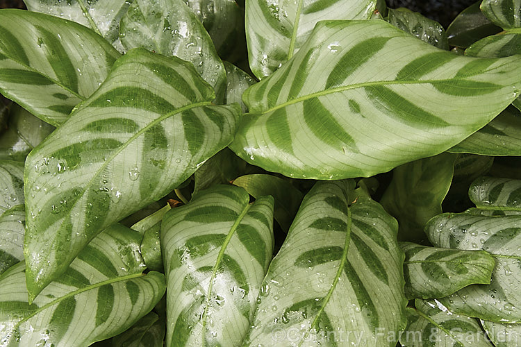 Calathea bella, an evergreen rhizomatous perennial native to Brazil. It is usually grown as a foliage house plant and its attractively marked leaves are up to 25cm long.