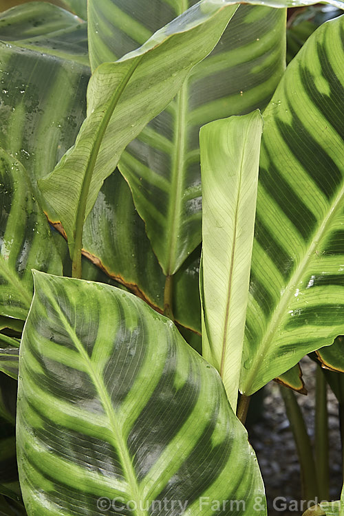 Calathea zebrina 'Humilior' , a cultivar of the Zebra Plant, a Brazilian evergreen rhizomatous perennial often used as a house plant. The beautifully marked leaves are up to 70cm long. It is closely related to the prayer plants (<i>Maranta spp</i>).