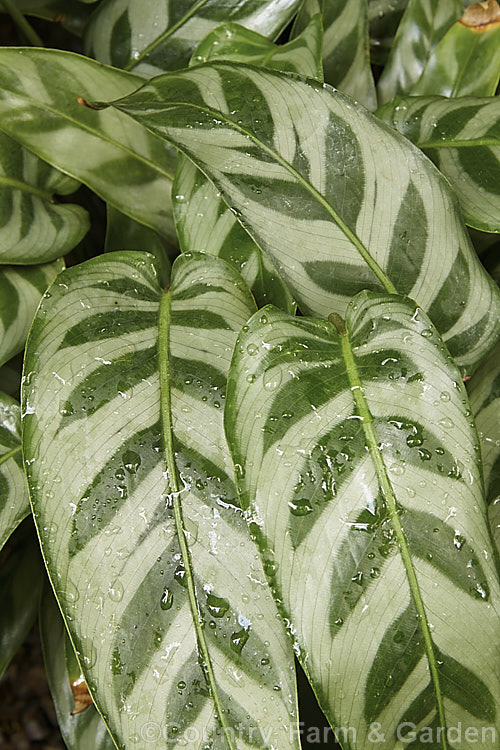 Calathea bachemiana, a Brazilian rhizomatous perennial usually grown as a foliage house plant. Its narrow, boldly variegated leaves are up to 22cm long and often have purple-tinted undersides.