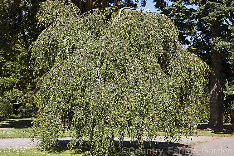 Young's Weeping Birch (<i>Betula pendula 'Youngii'), a compact, strongly weeping cultivar of the Silver Birch (<i>Betula pendula</i>), an extremely hardy Eurasian tree widely cultivated for its silver-grey bark 'Youngii' has a dome-shaped habit with branches weeping to the ground. betula-2077htm'>Betula. <a href='betulaceae-plant-family-photoshtml'>Betulaceae</a>.