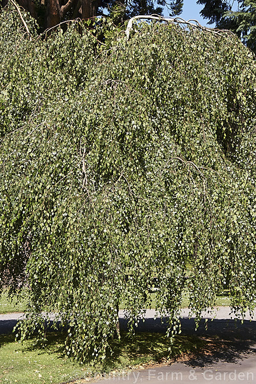 Young's Weeping Birch (<i>Betula pendula 'Youngii'), a compact, strongly weeping cultivar of the Silver Birch (<i>Betula pendula</i>), an extremely hardy Eurasian tree widely cultivated for its silver-grey bark 'Youngii' has a dome-shaped habit with branches weeping to the ground. betula-2077htm'>Betula. <a href='betulaceae-plant-family-photoshtml'>Betulaceae</a>.