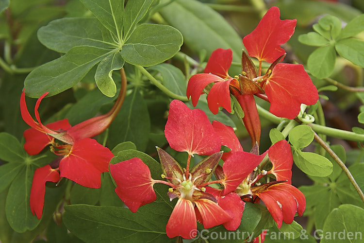 Flame. Nasturtium or Scottish. Flame. Flower (<i>Tropaeolum speciosum</i>), a vivid summer-flowering rhizomatous perennial climber native to Chile. It often naturalises in cool, moist conditions. tropaeolum-3375htm'>Tropaeolum. <a href='tropaeolaceae-plant-family-photoshtml'>Tropaeolaceae</a>.