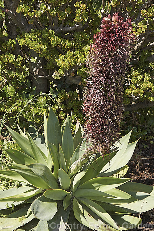 <i>Agave mitis</i> var. <i>mitis</i> (syn. <i>Agave celsii var. celsii</i>), an evergreen, rosette-forming, perennial succulent native to central Mexico. Its green to blue-green leaves are up to 70cm long and have only very small teeth. The flower stems are 1-1.5m tall and the flowers open from late spring. The flowers vary in colour from the maroon shown here to pale yellow-green. Order: Asparagales, Family: Asparagaceae