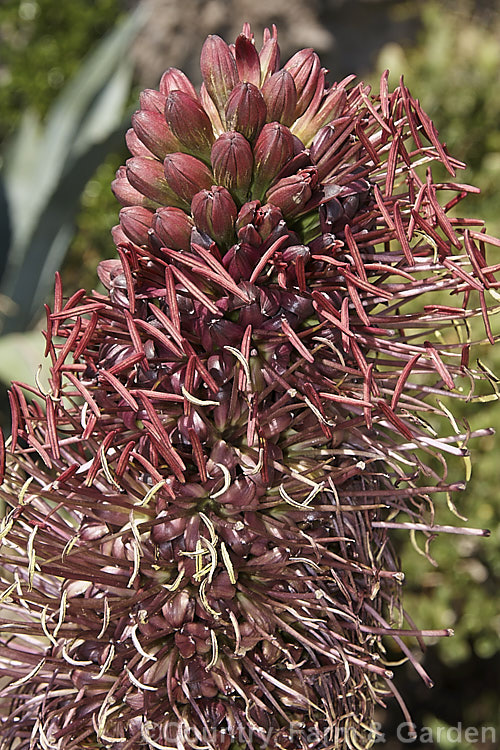 <i>Agave mitis</i> var. <i>mitis</i> (syn. <i>Agave celsii var. celsii</i>, an evergreen, rosette-forming, perennial succulent native to central Mexico. Its green to blue-green leaves are up to 70cm long and have only very small teeth. The flower stems are 1-1.5m tall and the flowers open from late spring. The flowers vary in colour from the maroon shown here to pale yellow-green. Order: Asparagales, Family: Asparagaceae